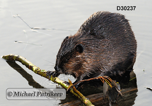 North American Beaver (Castor canadensis)